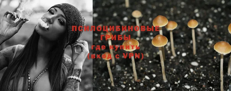 закладка  Буйнакск  Псилоцибиновые грибы Cubensis 